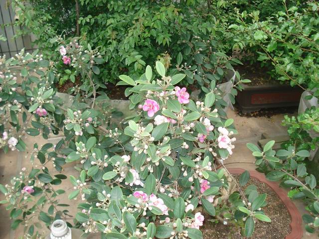 DSC00464.JPG