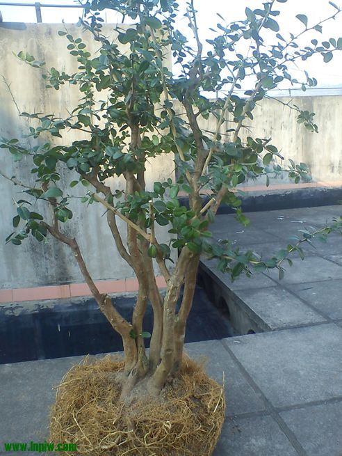DSC00308.jpg