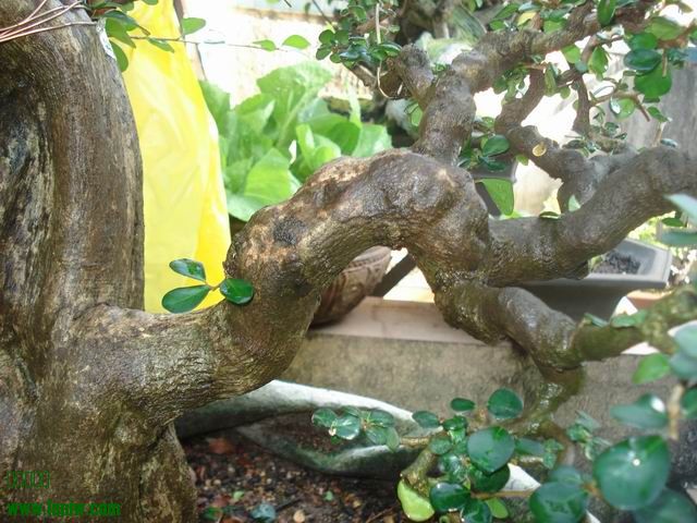 DSC01246.JPG