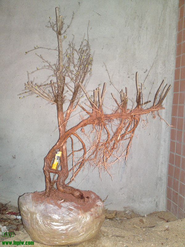 20120131718_.jpg