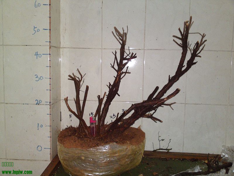 20110326514_.jpg