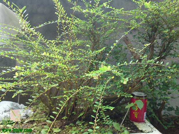 20130815382___.jpg