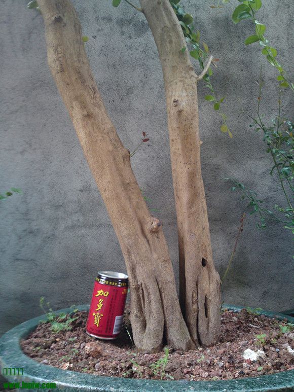 20130815385__.jpg
