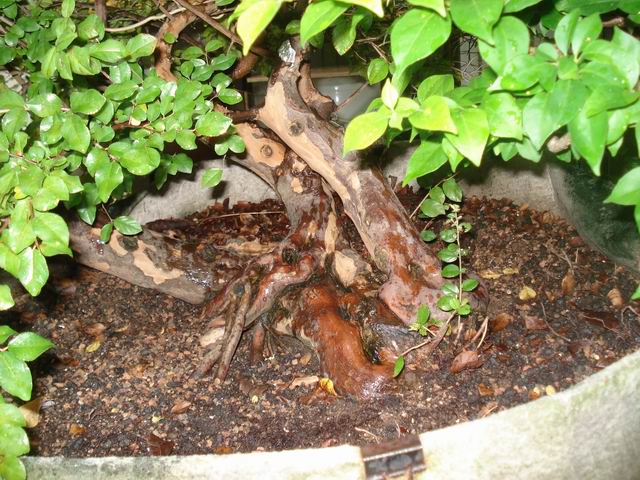 DSC01264.JPG