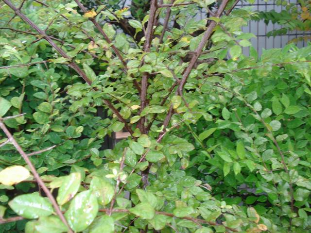 DSC01265.JPG