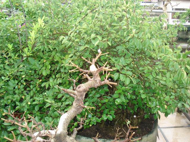 DSC01316.JPG