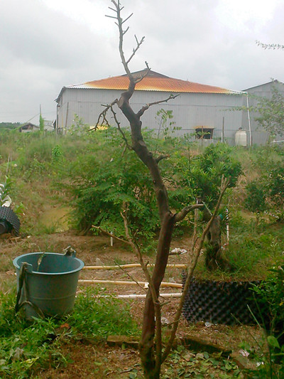 IMG20130816001_.jpg