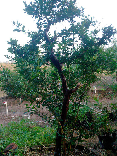 IMG20130628008_.jpg