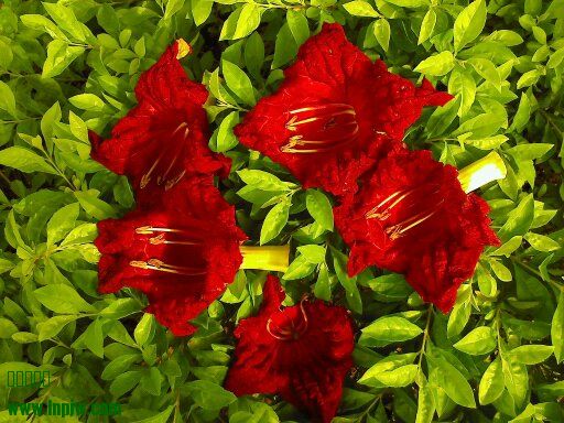 Ƭ 090.jpg