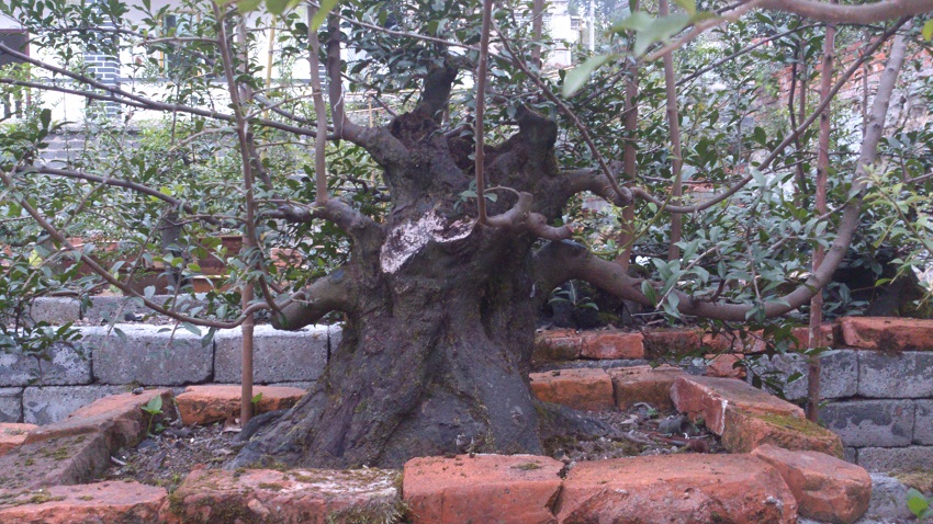 DSC_1232.jpg