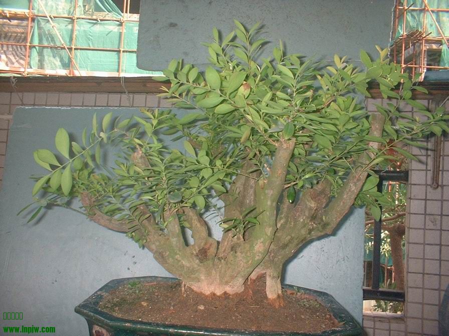 DSCF0039.JPG