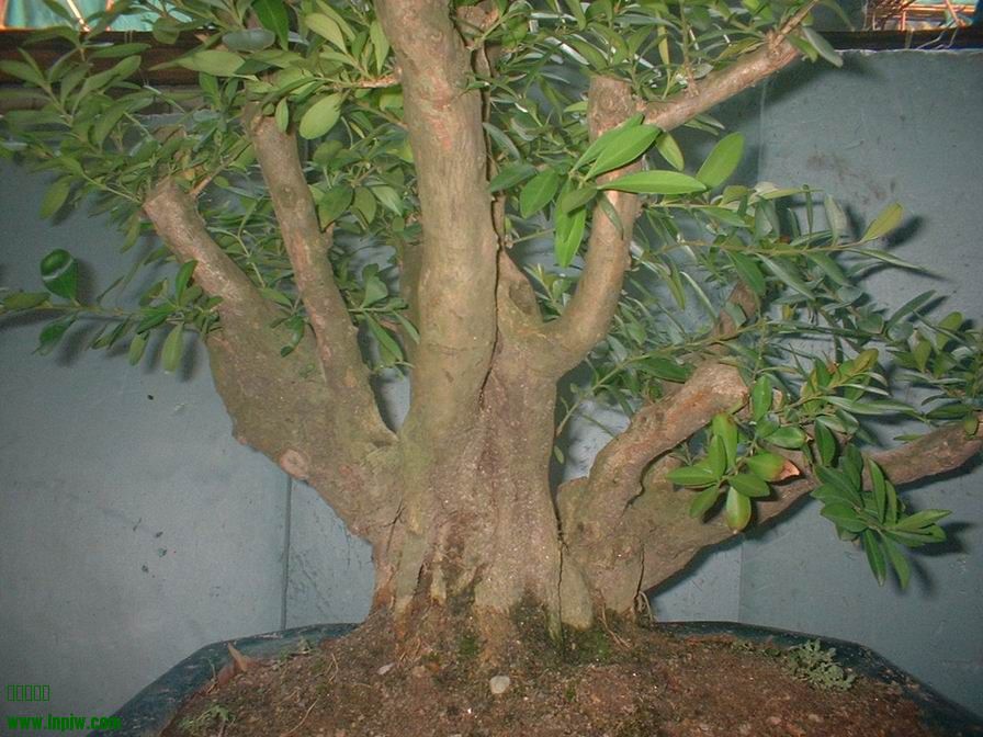 DSCF0049.JPG