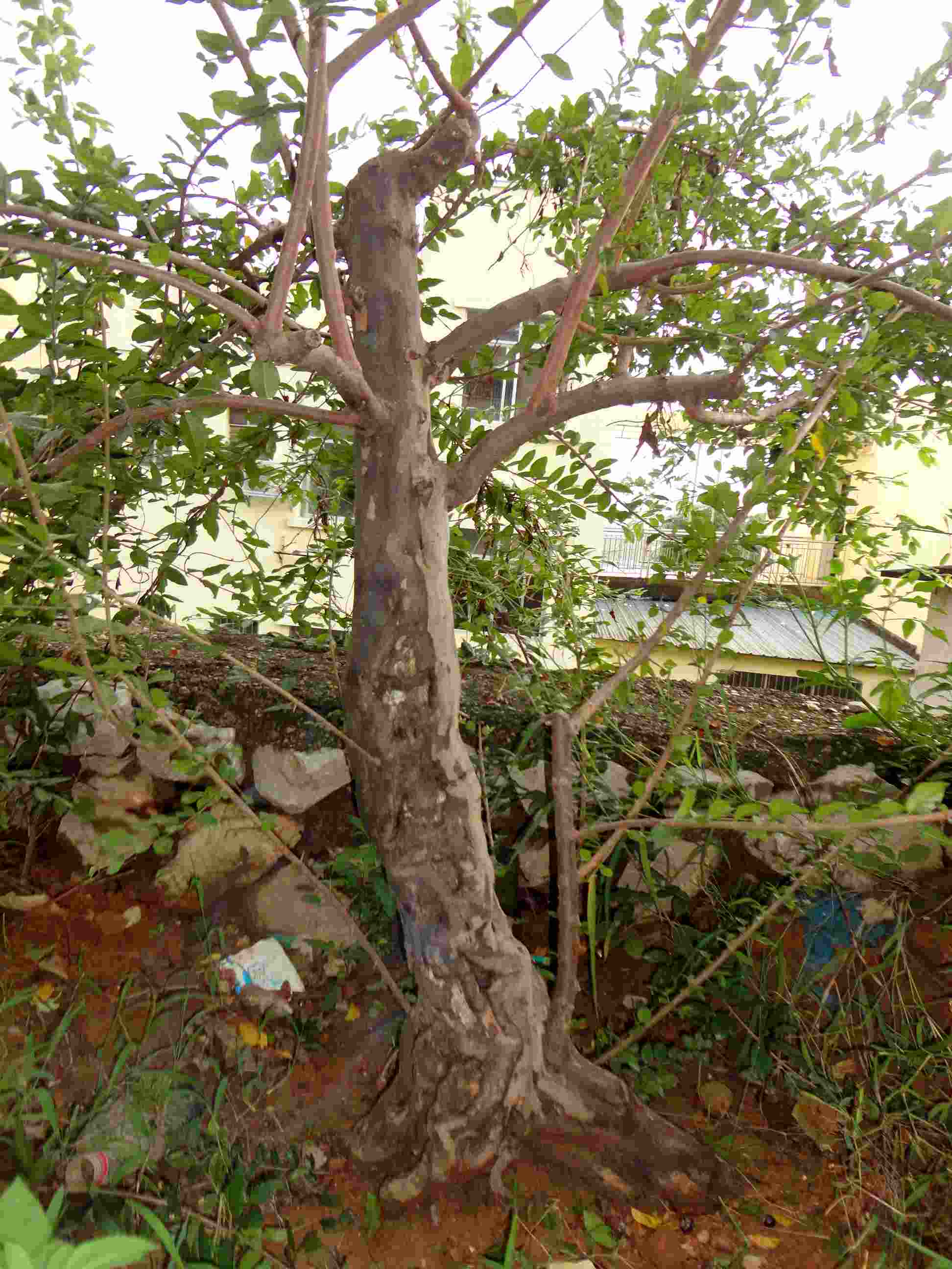 DSC04289_conew100.jpg