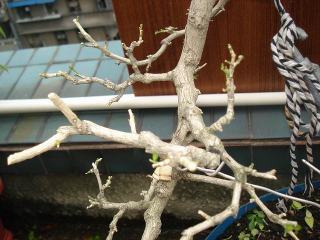 DSC01330.JPG