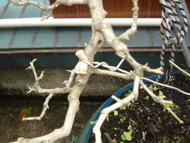 DSC01331.JPG