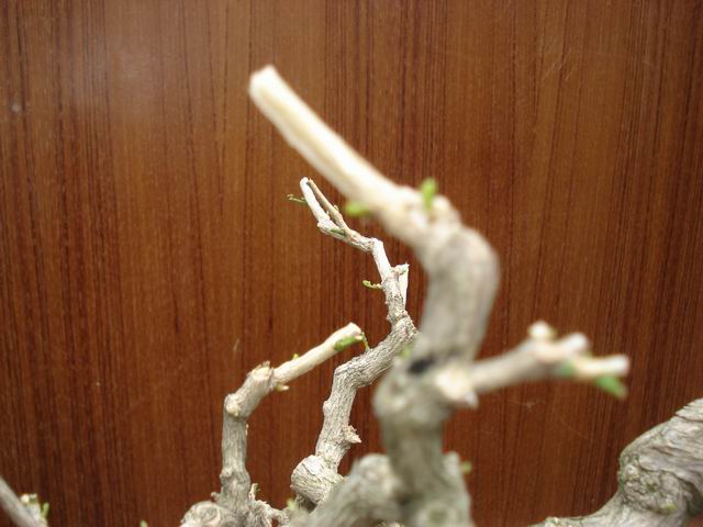 DSC01332.JPG