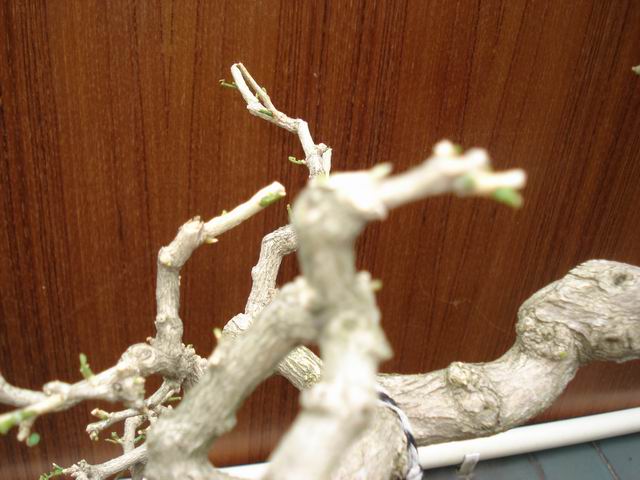 DSC01333.JPG