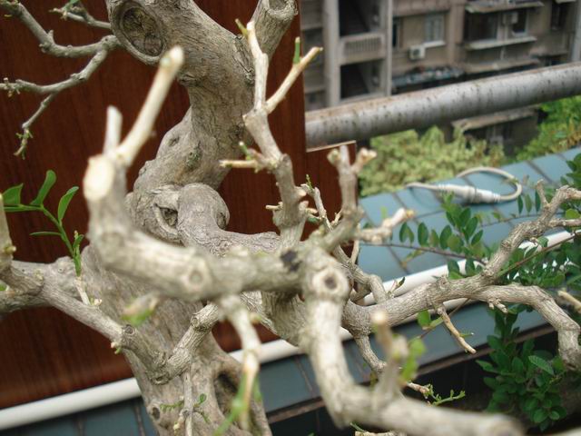 DSC01334.JPG