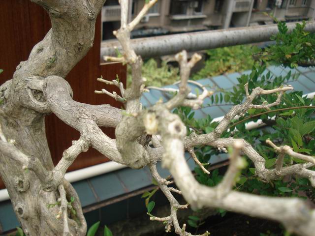 DSC01335.JPG