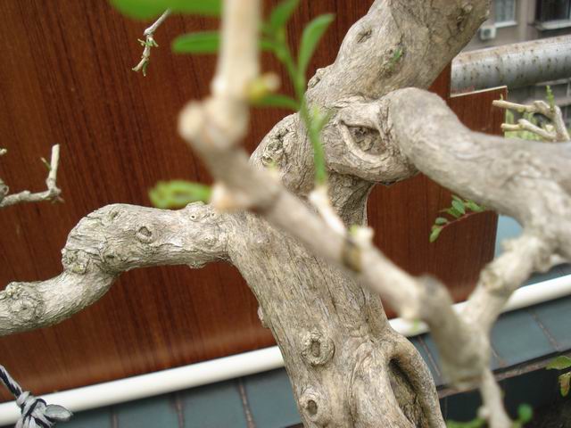 DSC01336.JPG
