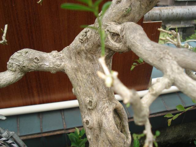 DSC01337.JPG