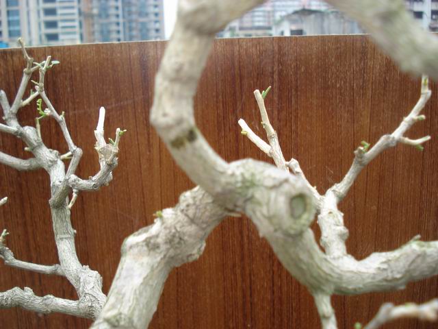 DSC01339.JPG