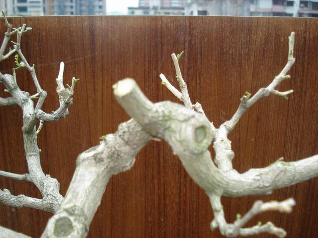 DSC01340.JPG