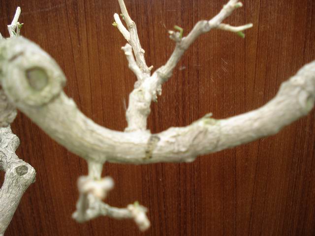 DSC01341.JPG