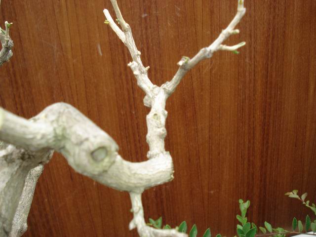 DSC01342.JPG