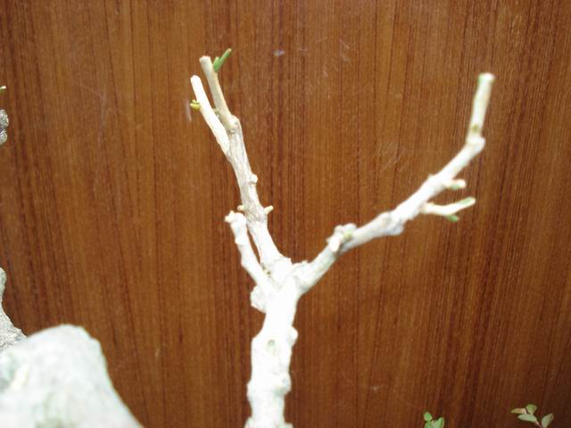 DSC01343.JPG