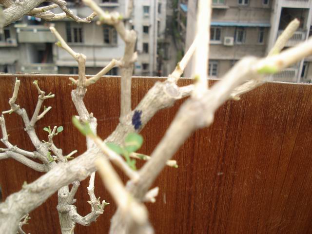 DSC01345.JPG