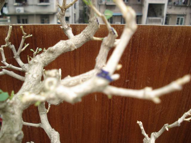 DSC01347.JPG