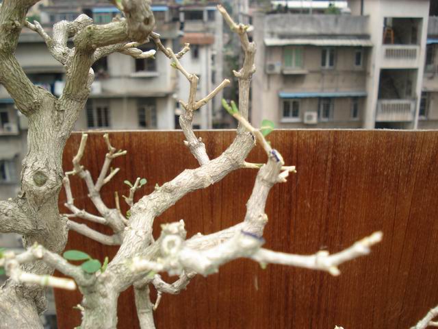 DSC01348.JPG