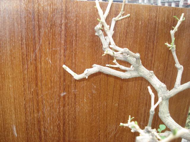 DSC01350.JPG