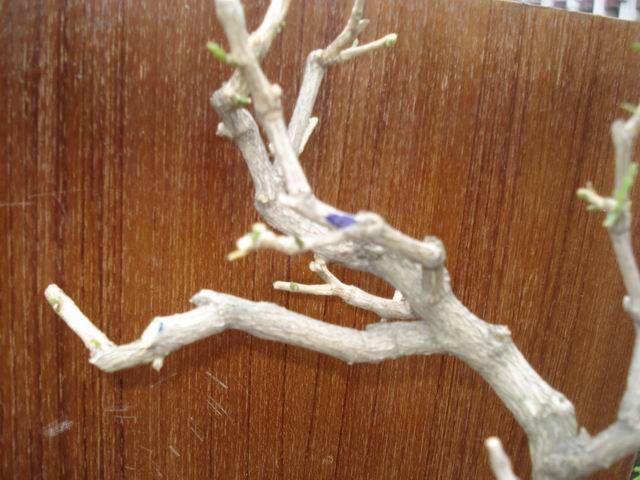DSC01351.JPG