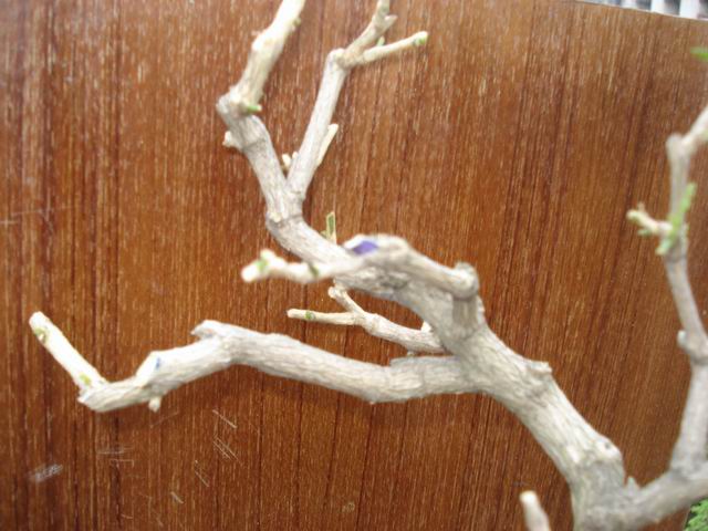 DSC01352.JPG