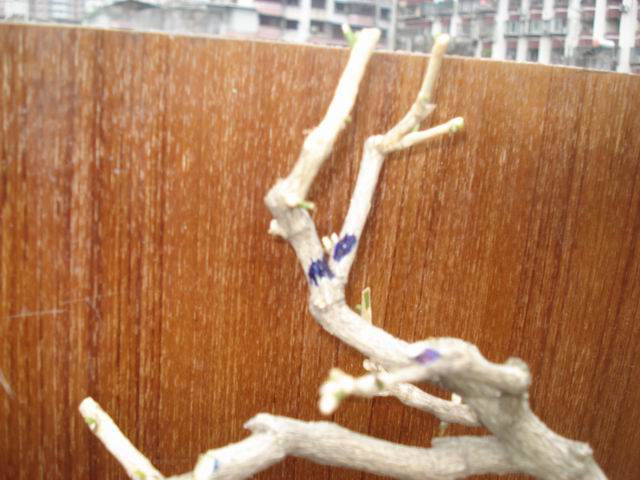 DSC01353.JPG