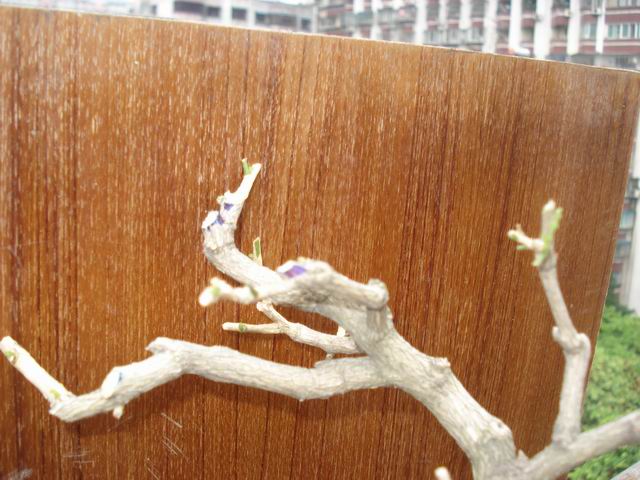 DSC01354.JPG