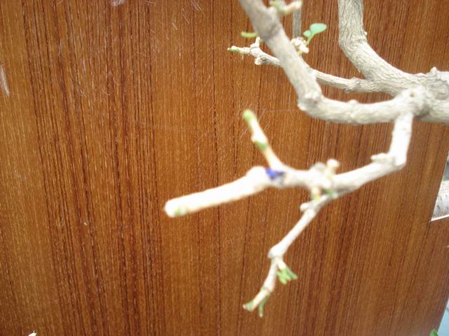 DSC01357.JPG