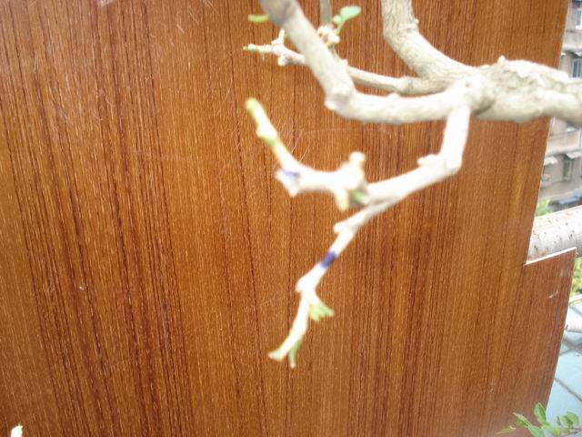 DSC01358.JPG