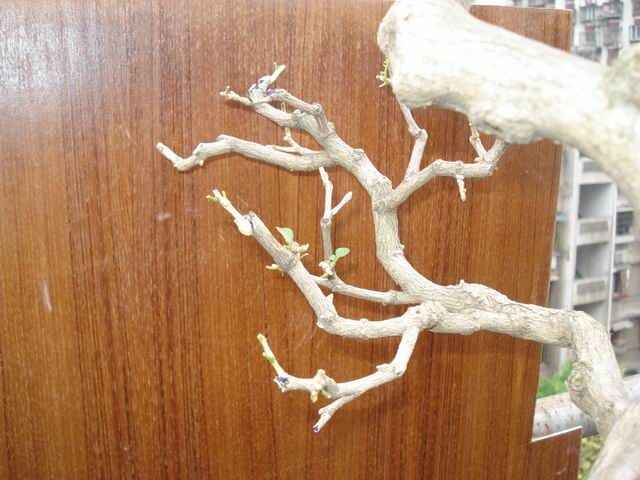 DSC01359.JPG