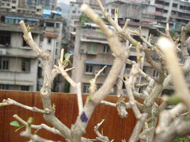 DSC01363.JPG