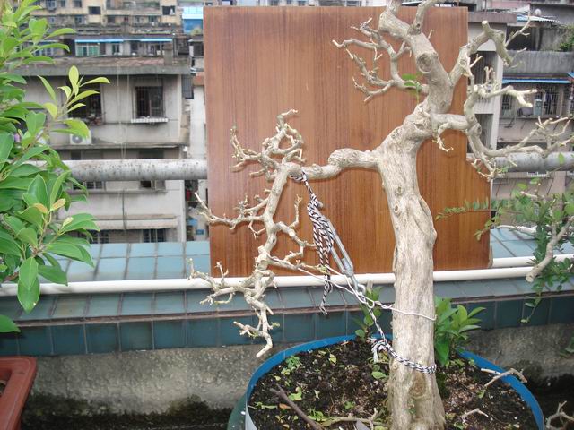 DSC01366.JPG
