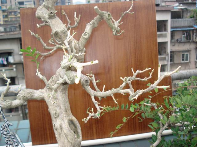 DSC01367.JPG