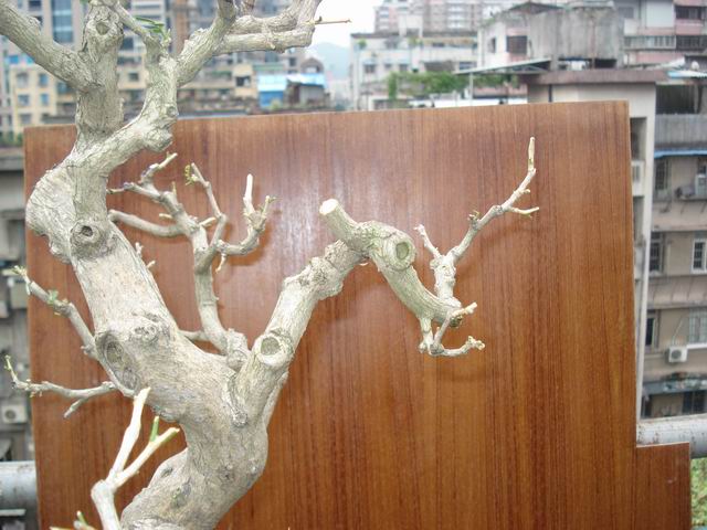 DSC01368.JPG