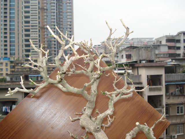 DSC01369.JPG