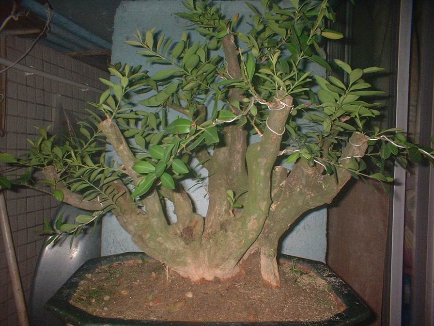 DSCF0066.JPG