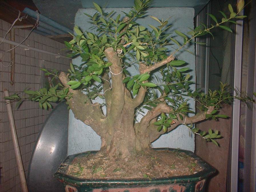 DSCF0068.JPG