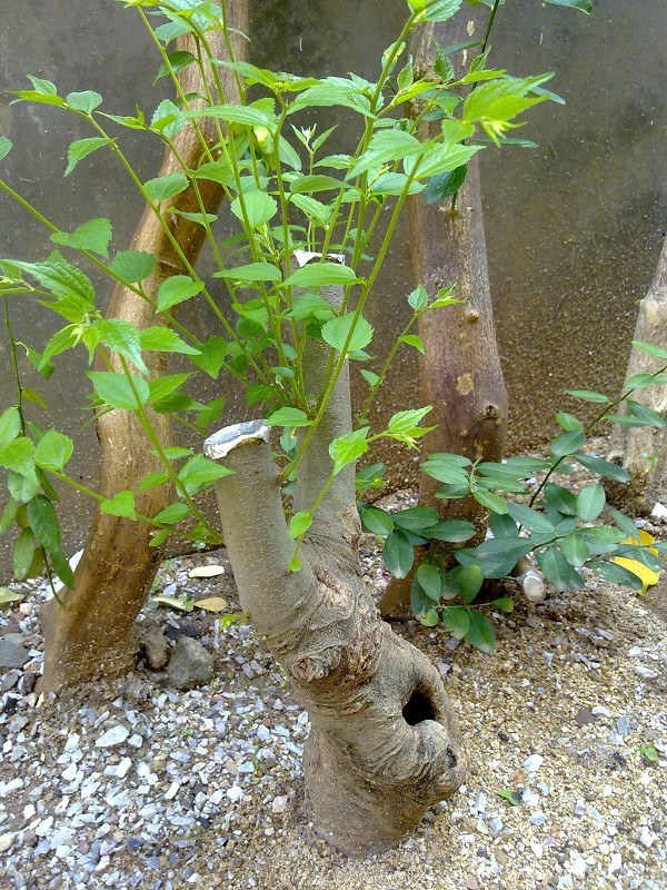 Ƭ254.jpg