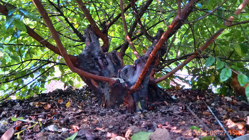 IMG_20130827_154613_HDR_.jpg